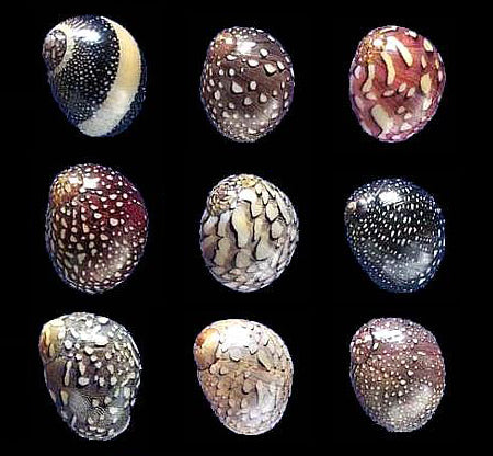 Nerite Snails Marine for Sale South Africa | RSB Aquatics