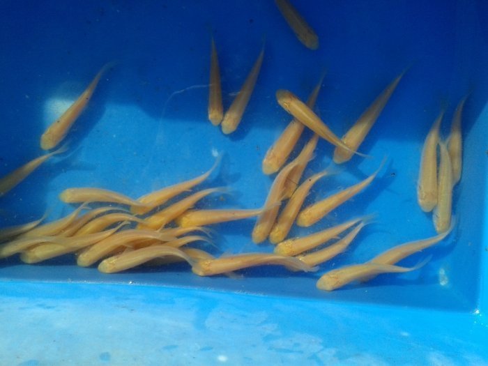 Grass carp