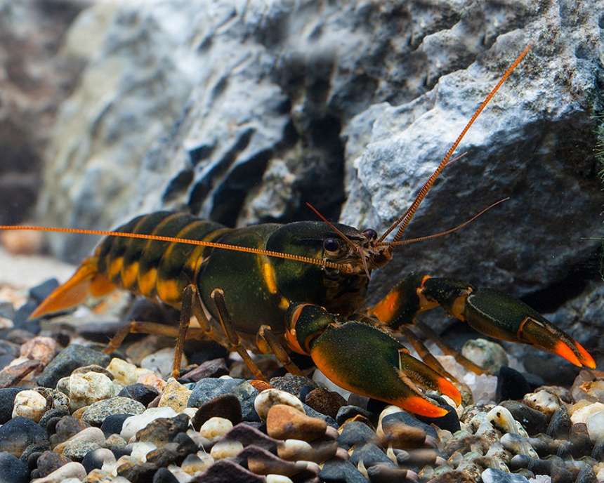 Rare lobsters