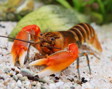 Rare lobsters
