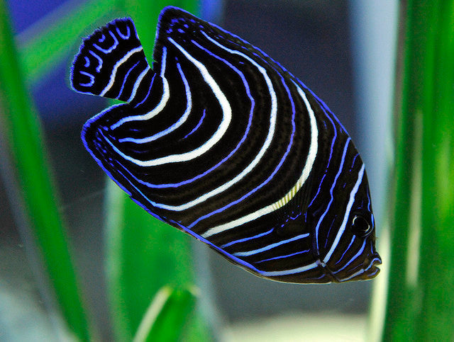 Koran angel fish