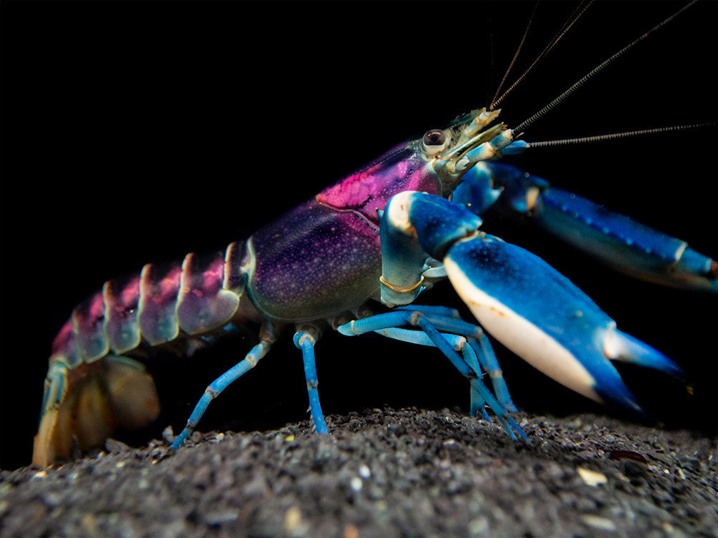Rare lobsters