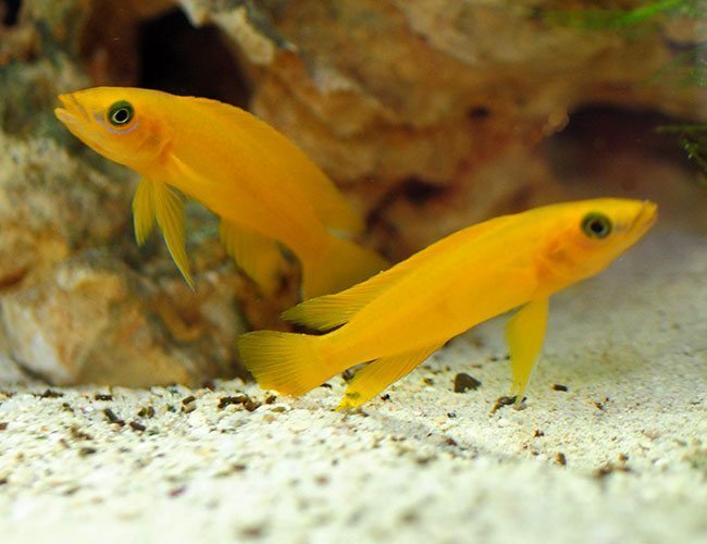 Tanginikans