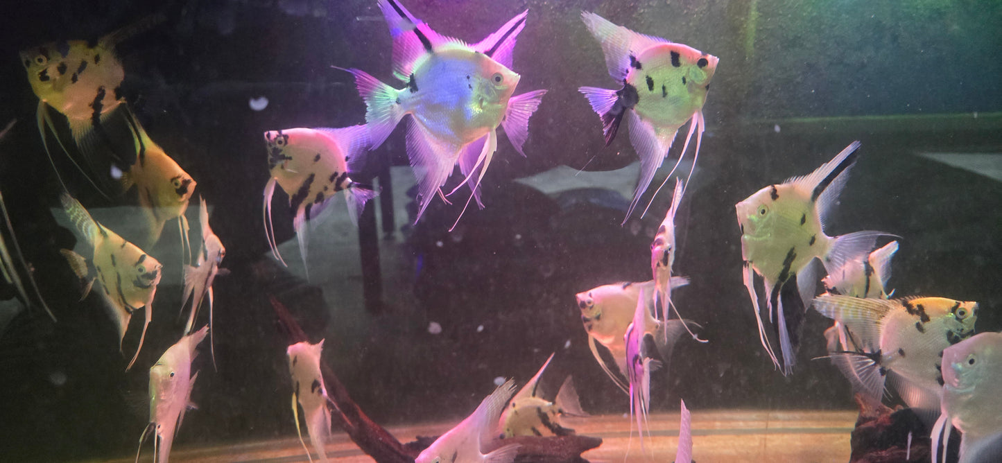 Xl  angels