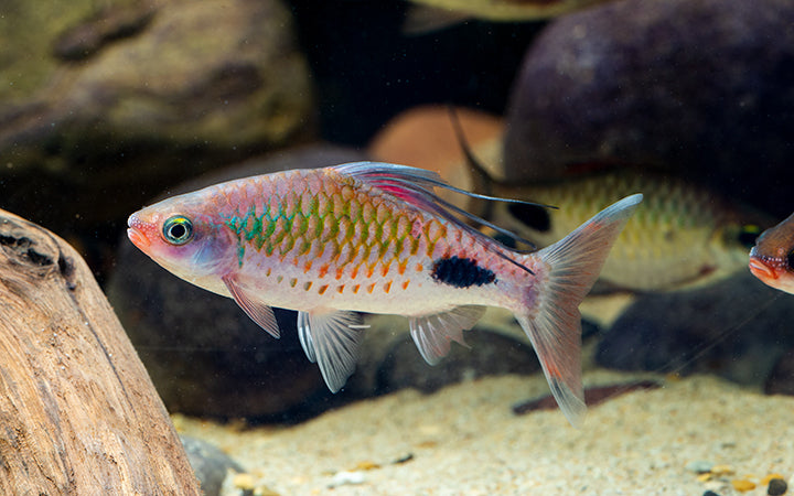 Filament barb