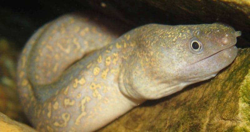 Gold marbled Moray eel