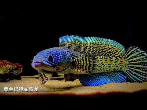 Golden cobra snakehead