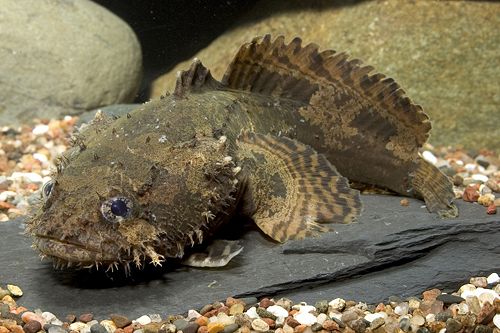 Freshwater lionfish