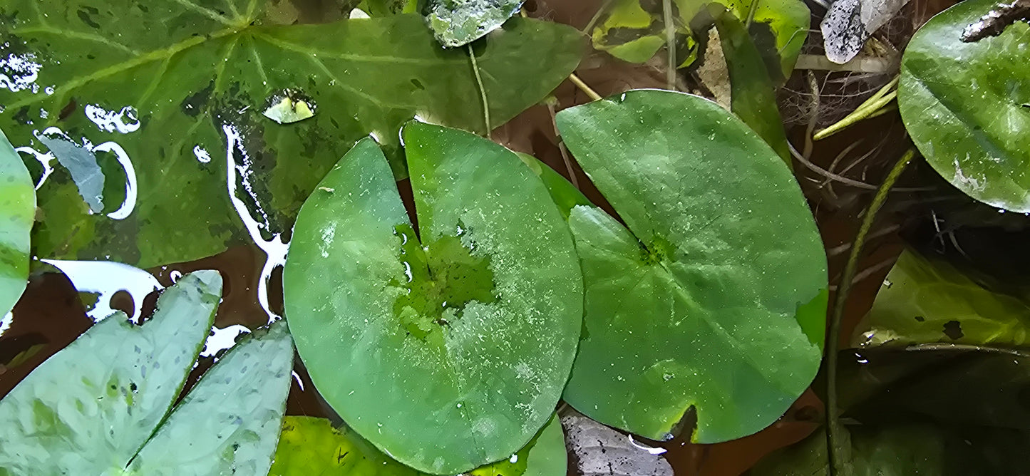 Water lillies