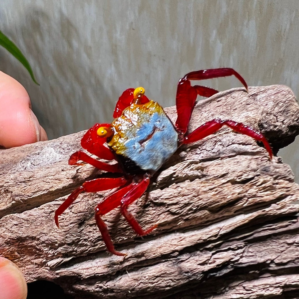 Vampire crabs