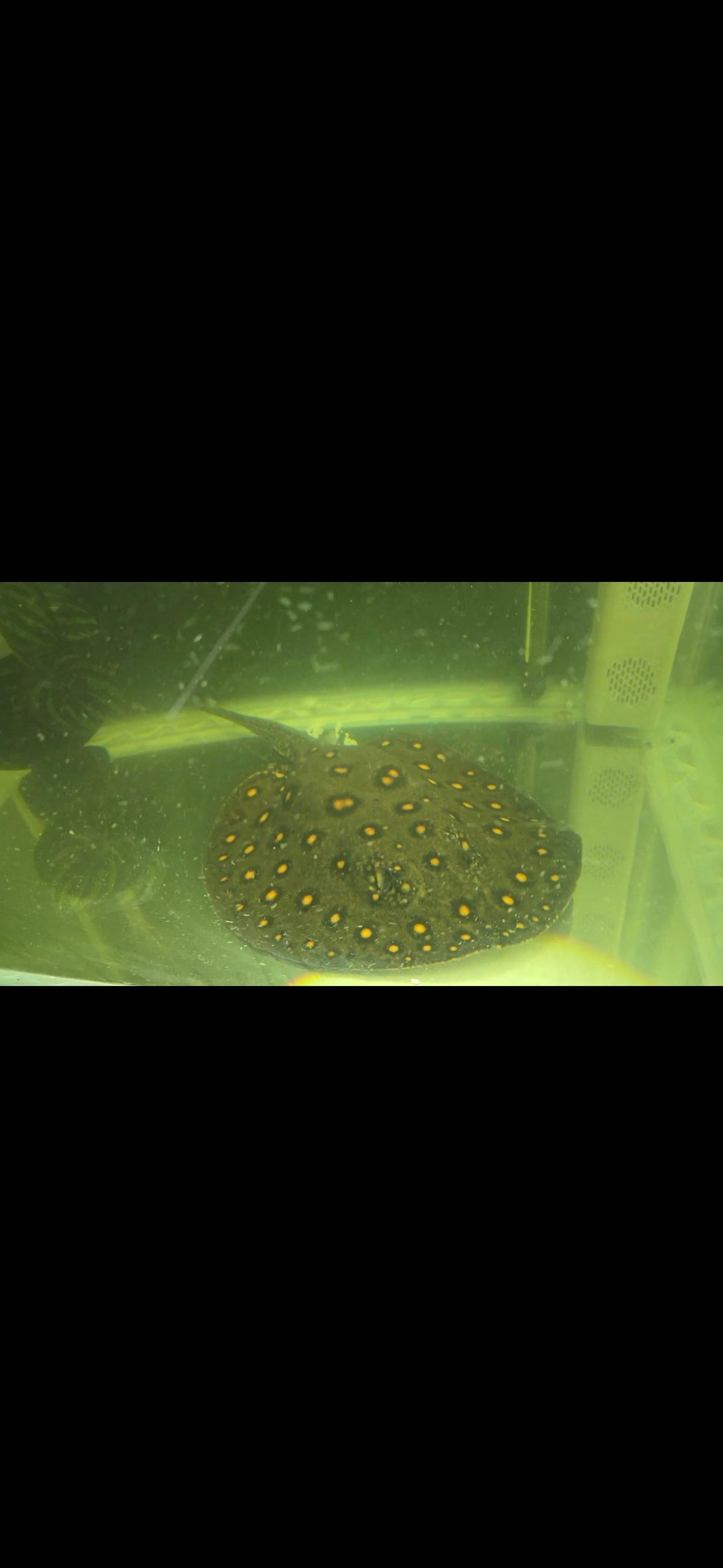 Orange spotted black diamond stingray