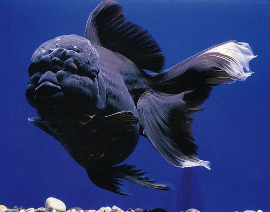 Black Oranda lionhead