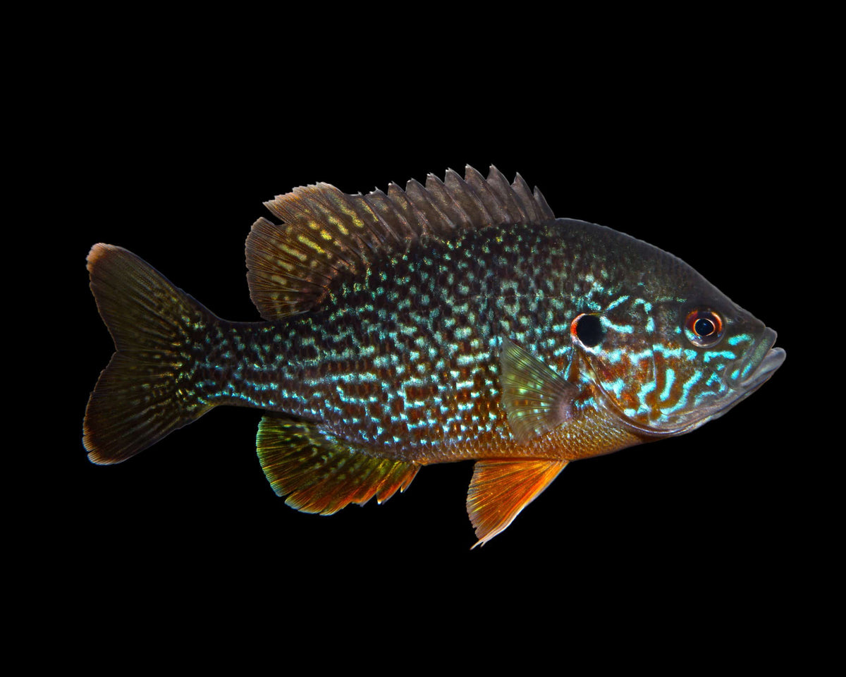 Sun fish
