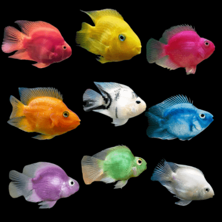 Parrot fish