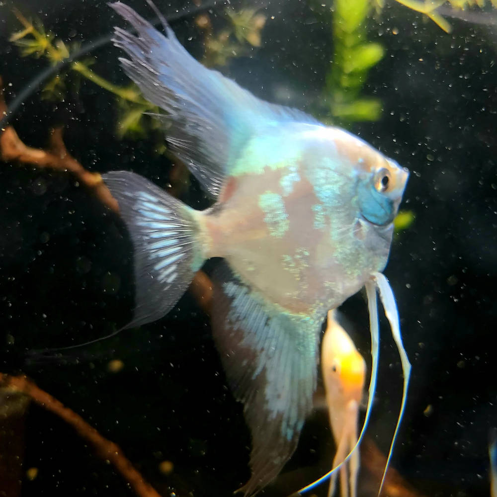 Paraiba Angels