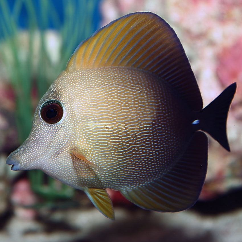 Tang scopas