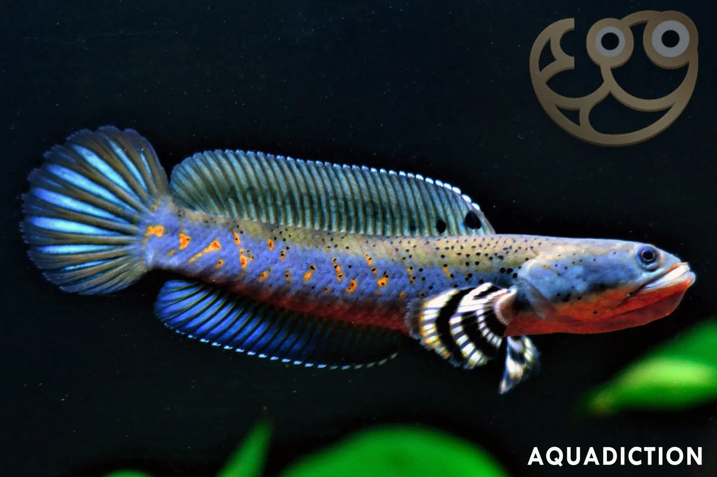 Pulchra snakehead