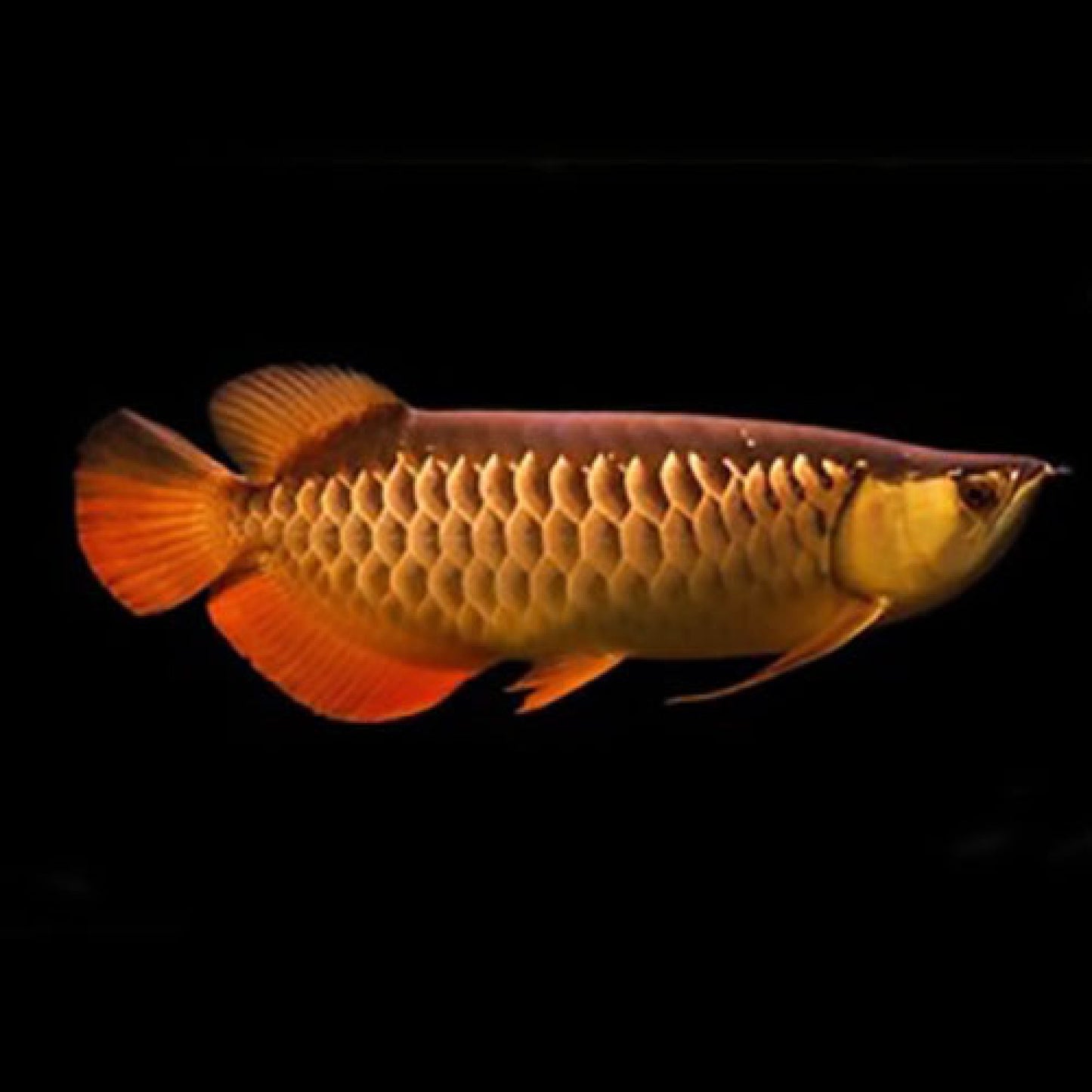 Asian Arowana