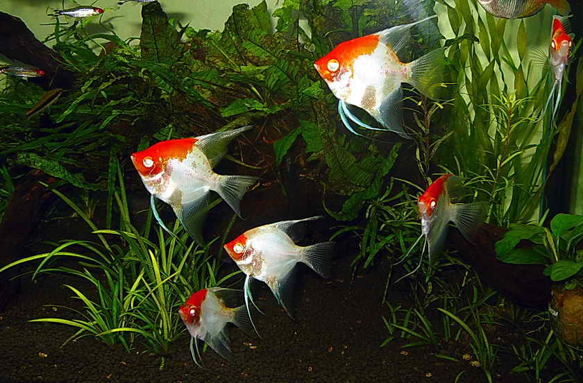 Albino Tancho Angel