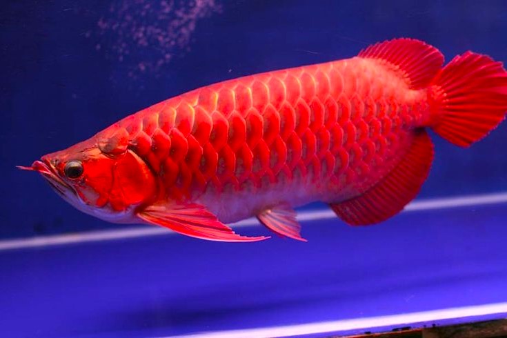 Asian Arowana