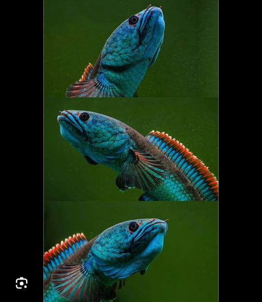 Fire and ice