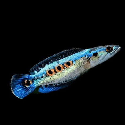 Channa Pleurophtalma
