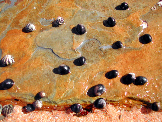Nerite snails marine