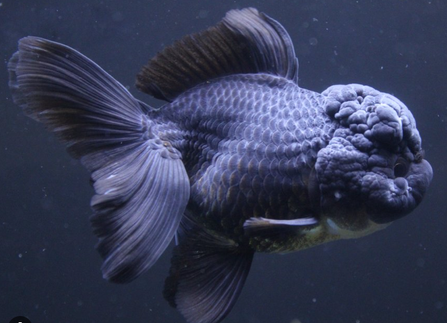 Black Oranda lionhead