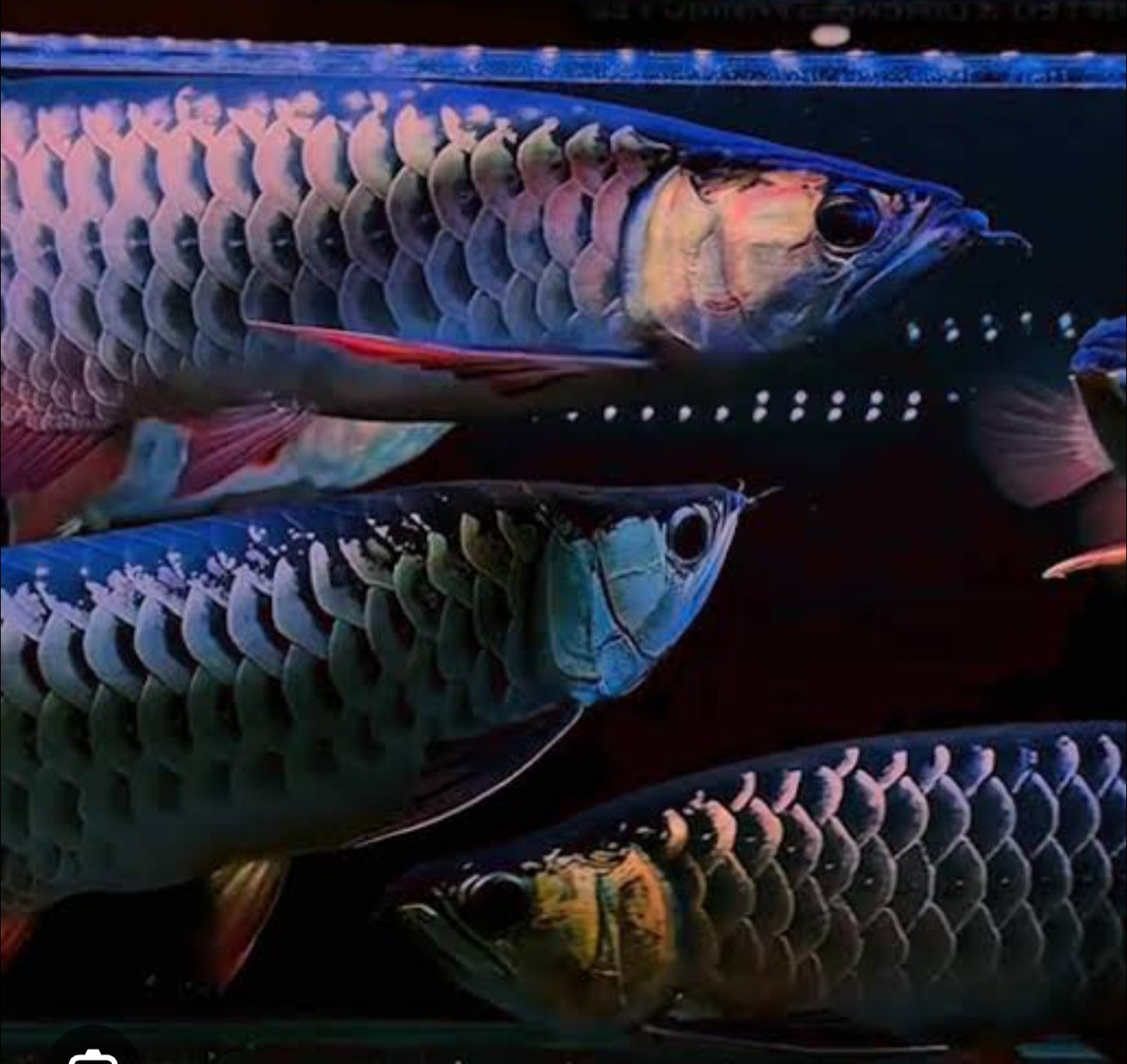 Asian Arowana