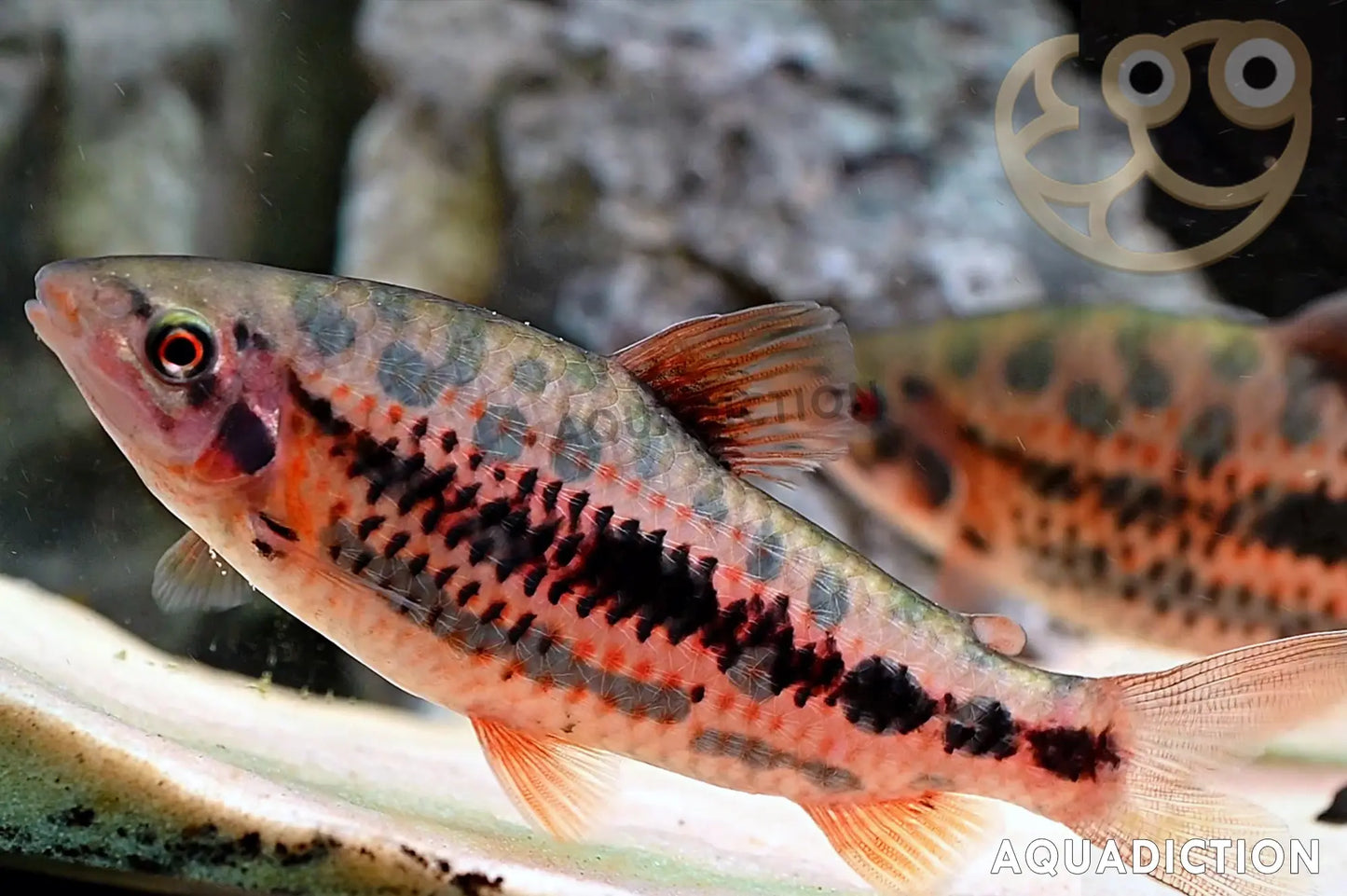 Leporinus types
