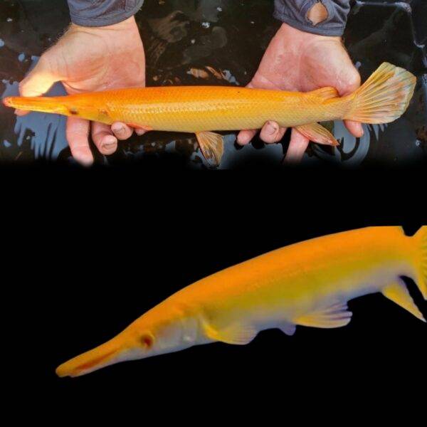 Albino gar