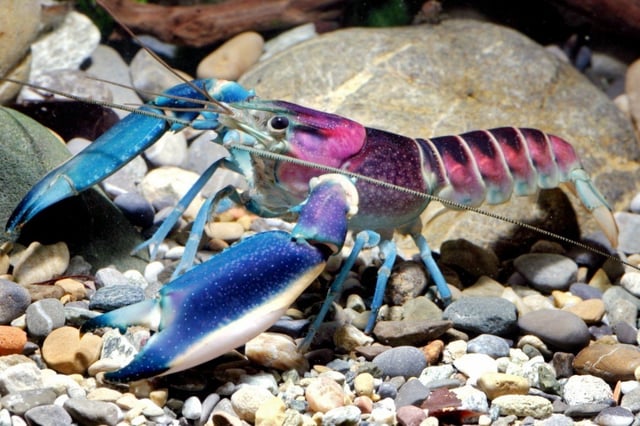 Rare lobsters