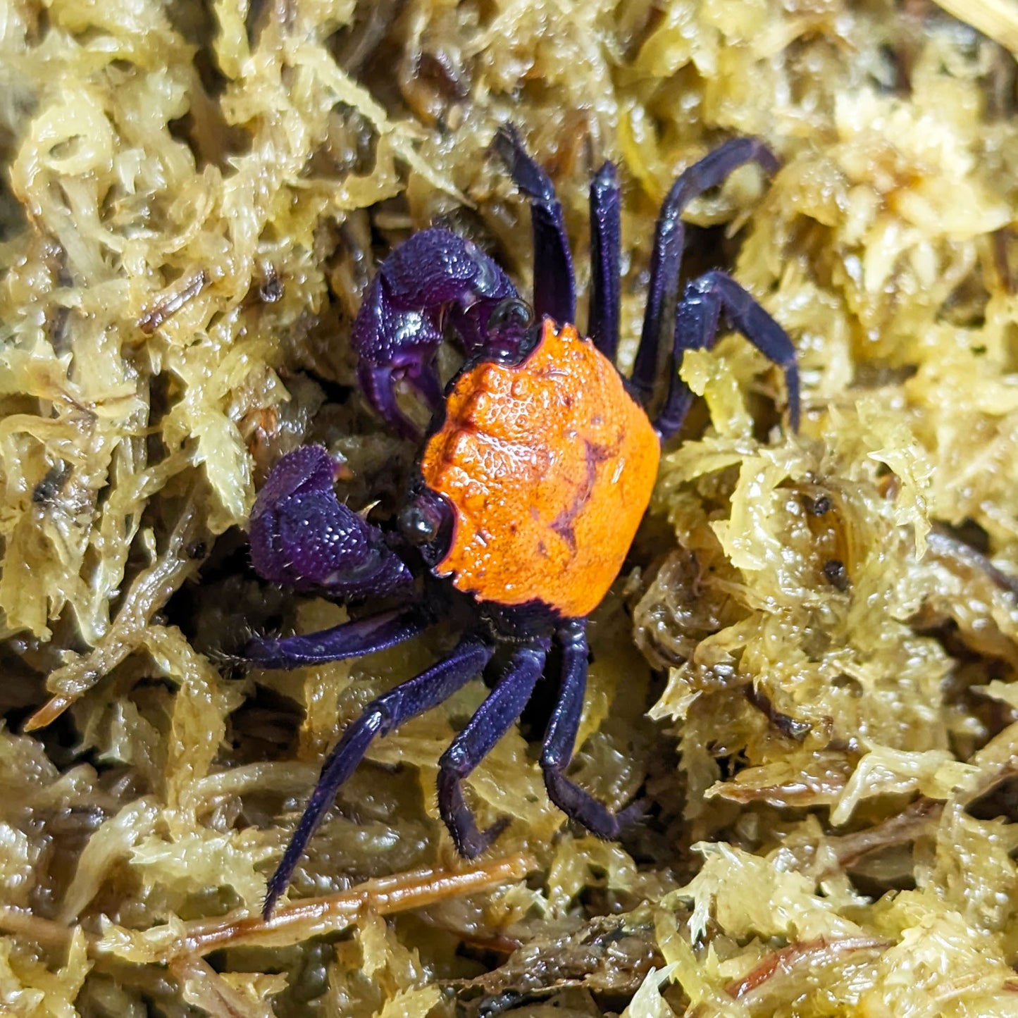 Vampire crabs