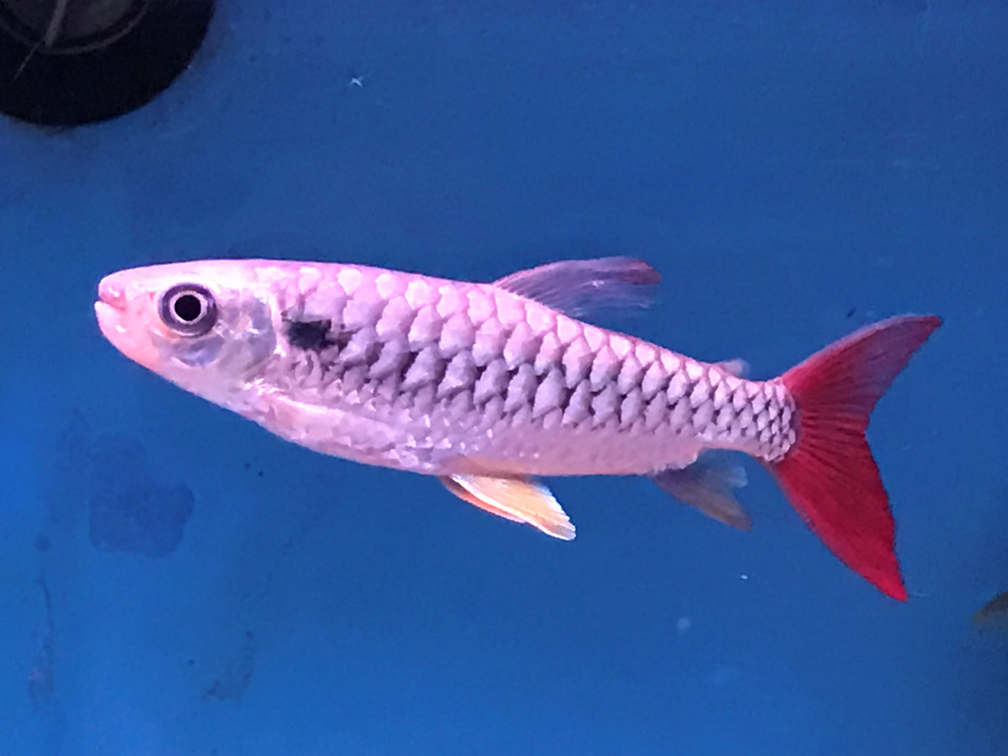 Pink tail charchin