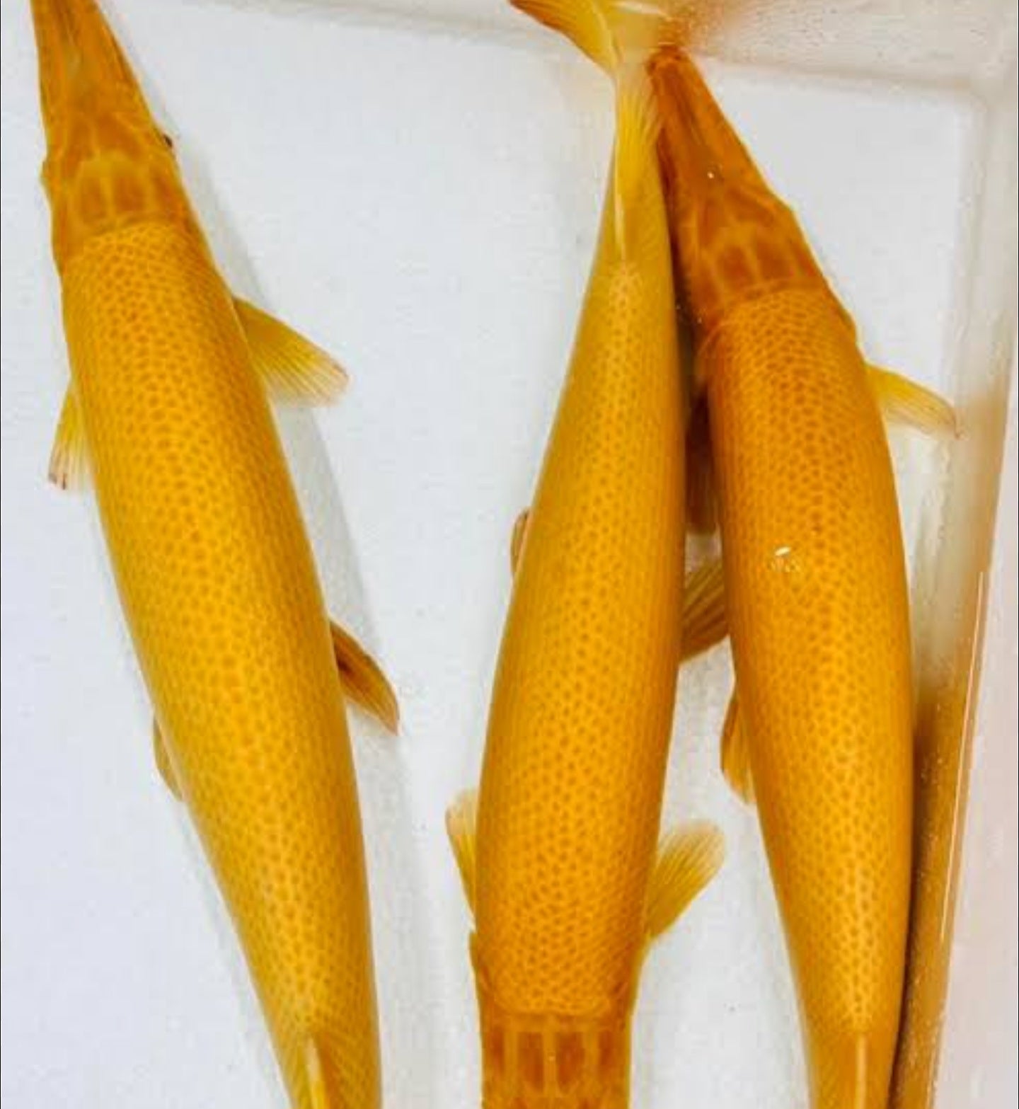 Albino gar
