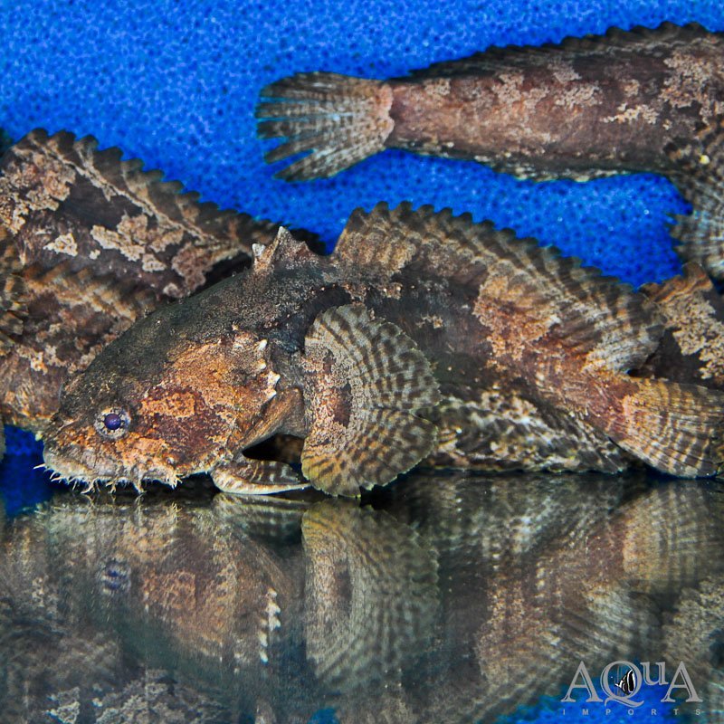 Freshwater lionfish