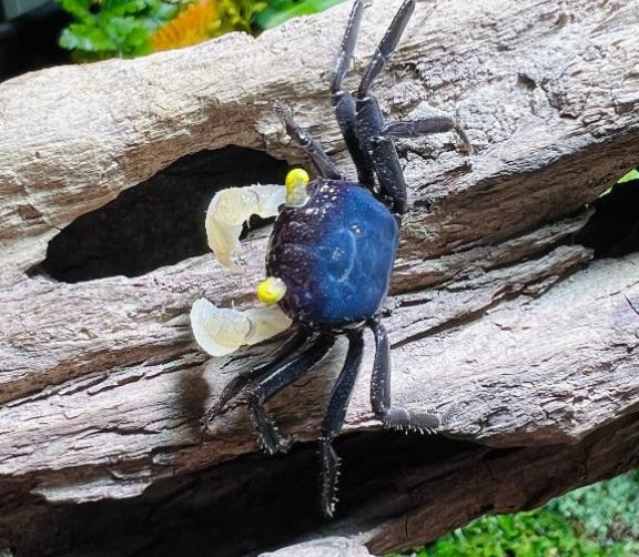 Vampire crabs