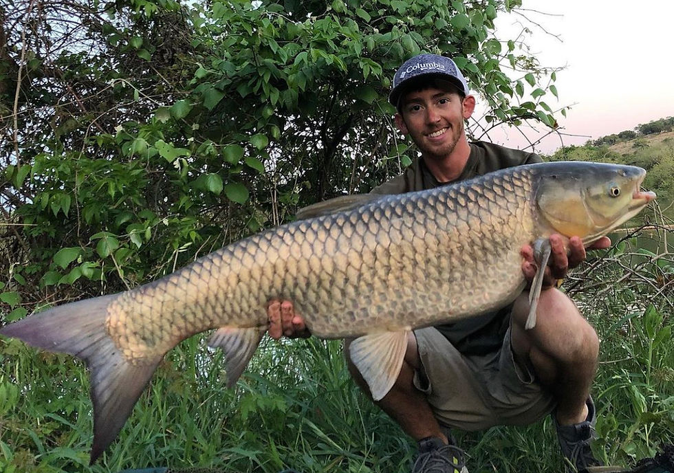 Grass carp