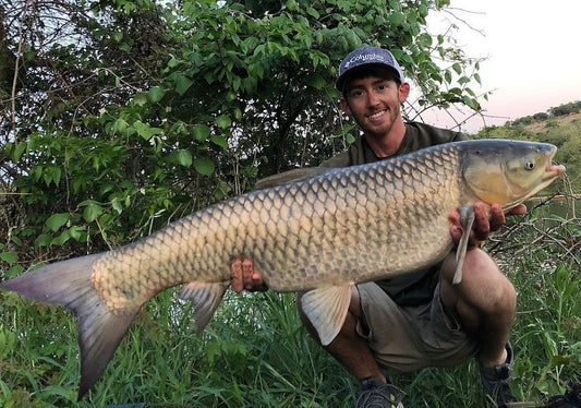 Grass carp