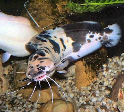 Spotted claris catfish