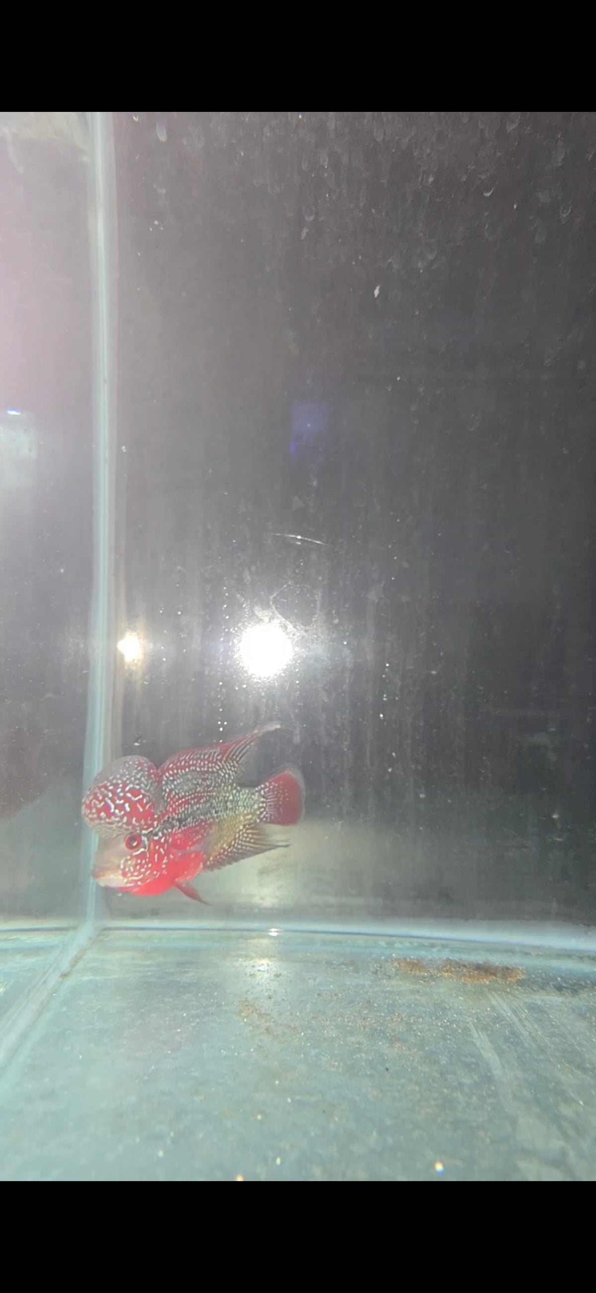 Flowerhorn A Grade Types for Sale South Africa | RSB Aquatics