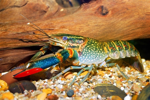 Red claw lobstera