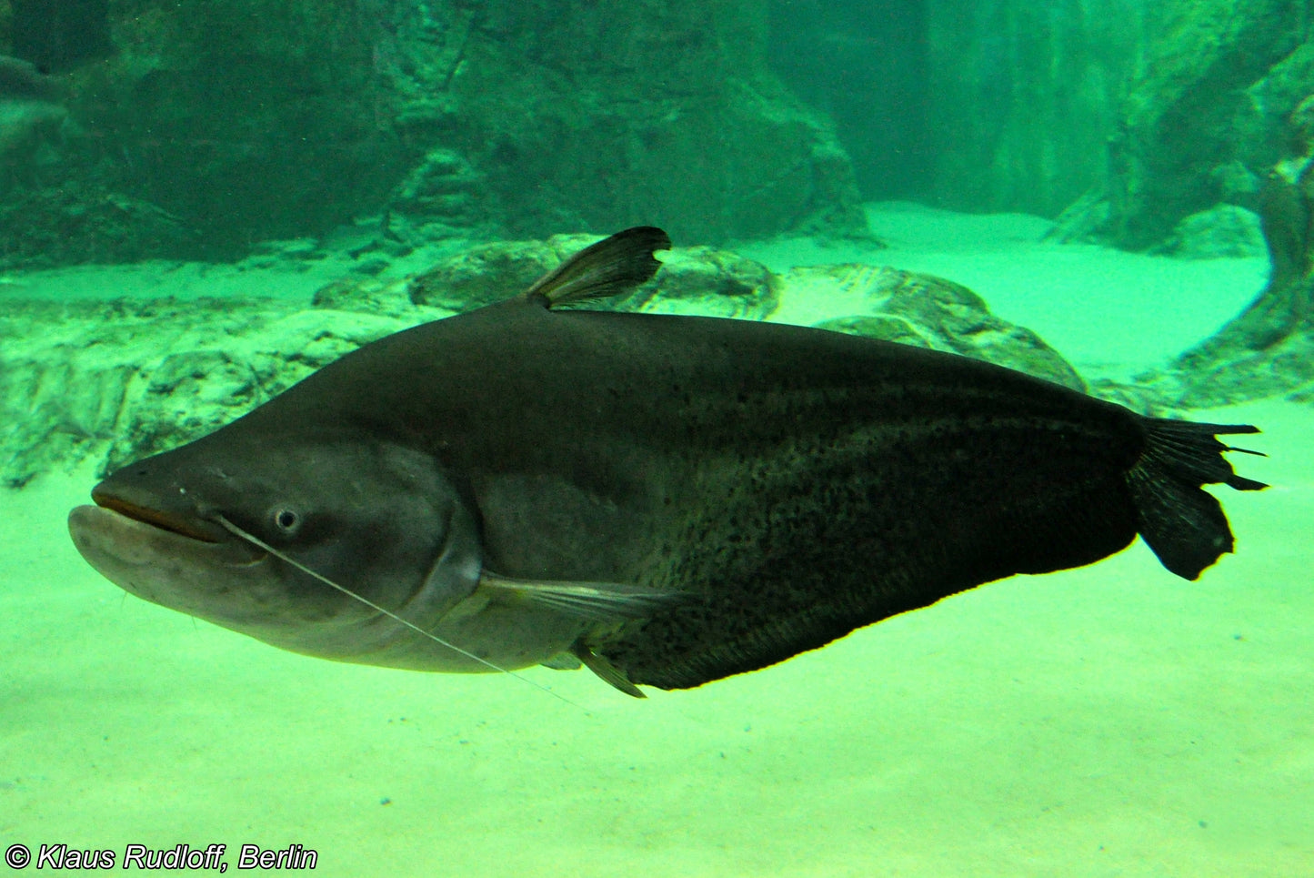 Wallago catfish