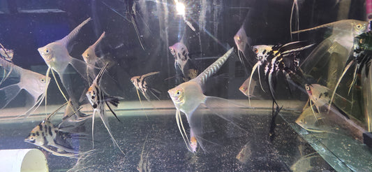 Assorted veil angelfish