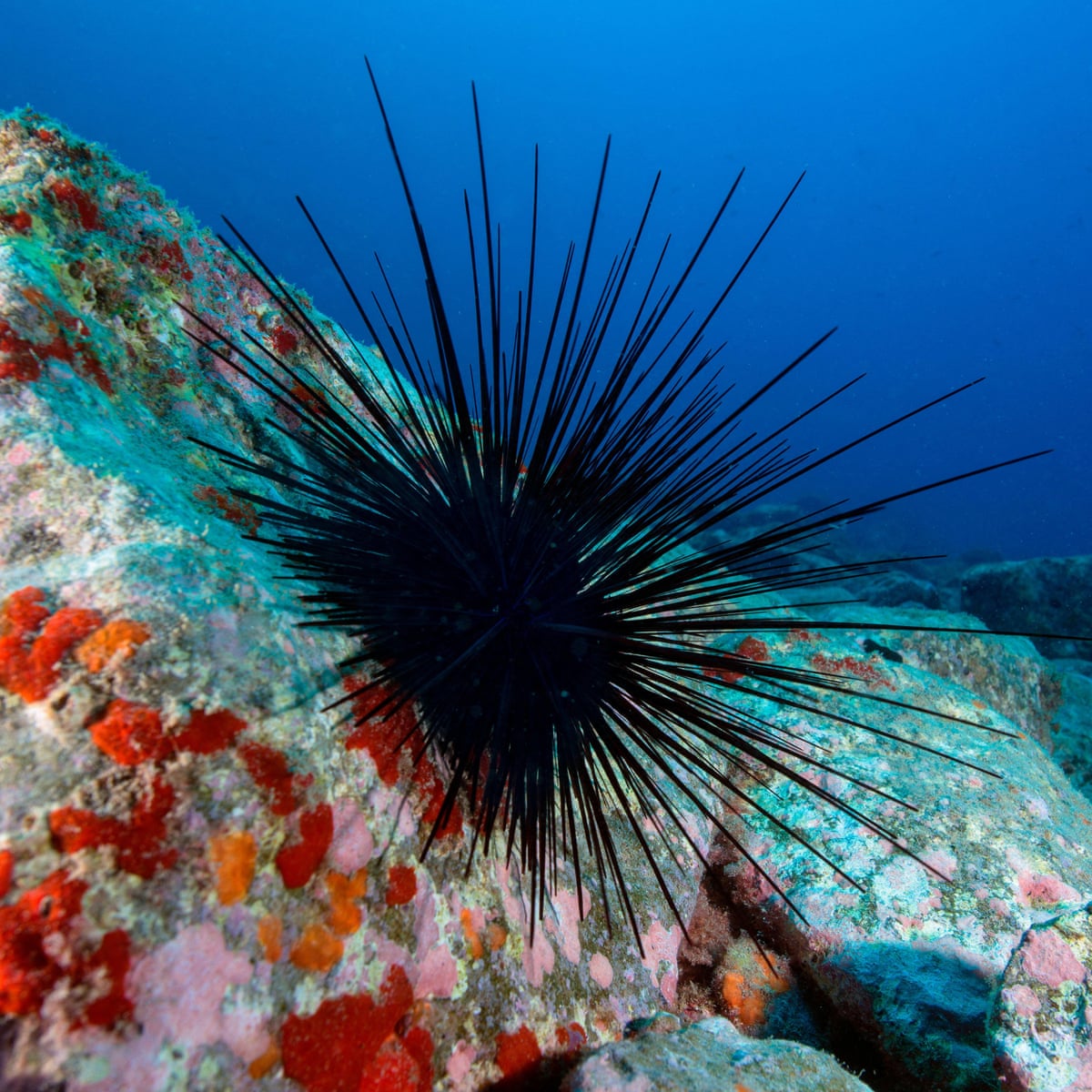Black urchin