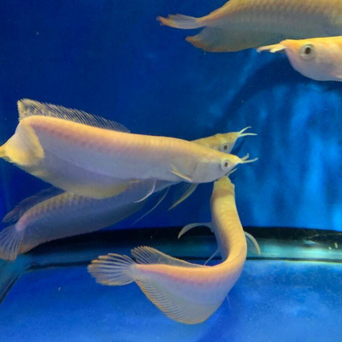 Lutino  arowana