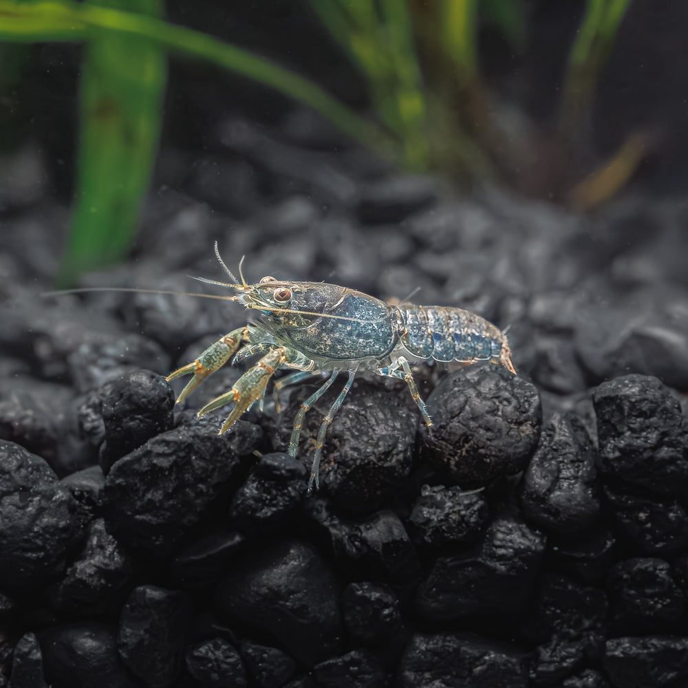 Mexican dwarf lobster