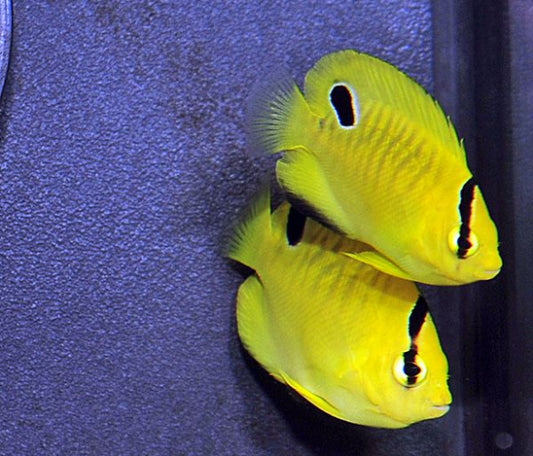 Angel fish 3 spot