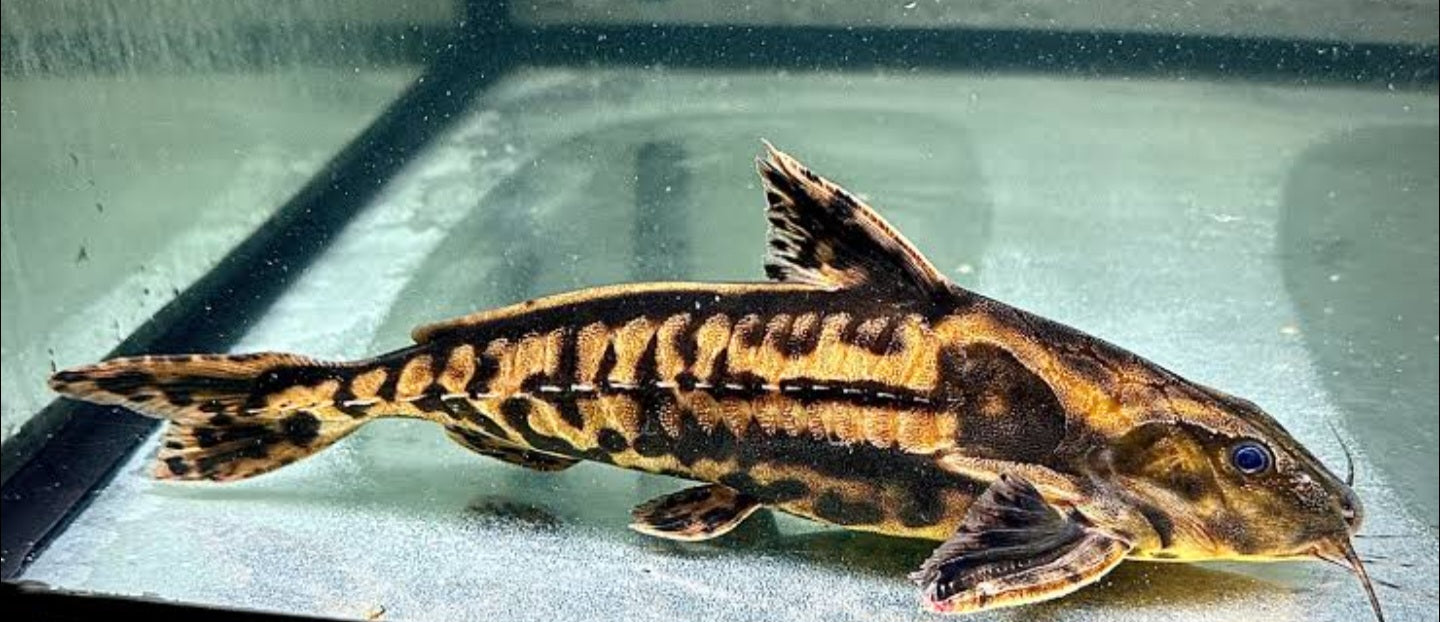 Ripsaw catfish