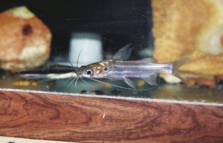 Mystic catfish